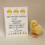 chick hatched from egg E named Sunny