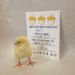 chick hatched from egg D named Cutie Pie