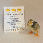 chick hatched from egg I named Kaleb