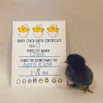 chick hatched from egg O named Chick