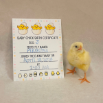 chick hatched from egg J named Pikachu