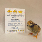 chick hatched from egg G named Sprinkles
