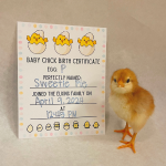 chick hatched from egg P named Sweetie Pie