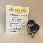 chick hatched from egg C named Shadow