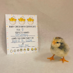 chick hatched from egg B named Grumpy