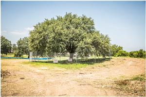 Tree Protection 